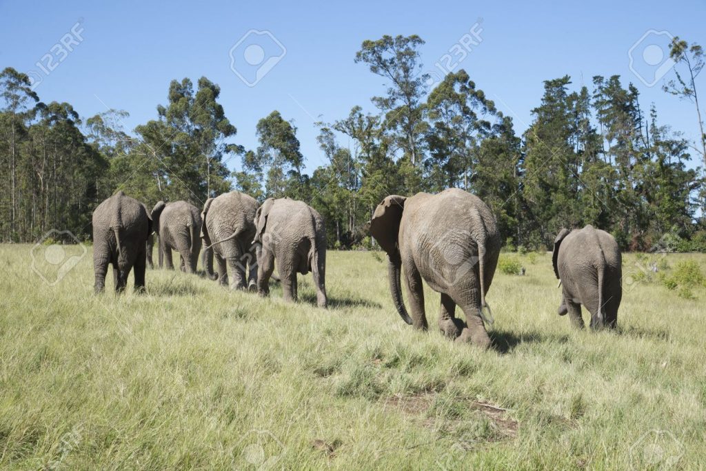 Un troupeau d'éléphants